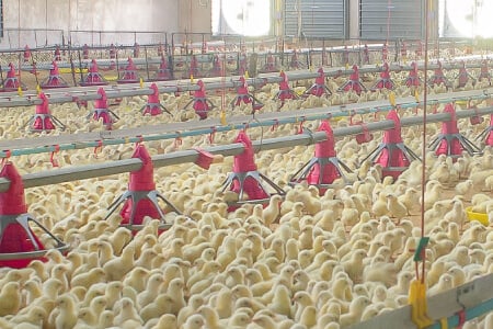 Blog como tener eficiencia energética en tu granja avicola y porcicola